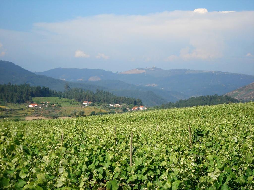 Quinta Do Cerquito Villa Ferreira do Zêzere Eksteriør bilde