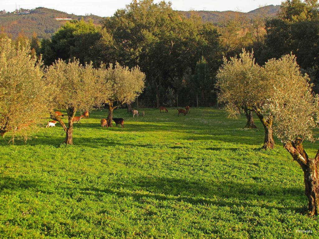 Quinta Do Cerquito Villa Ferreira do Zêzere Eksteriør bilde