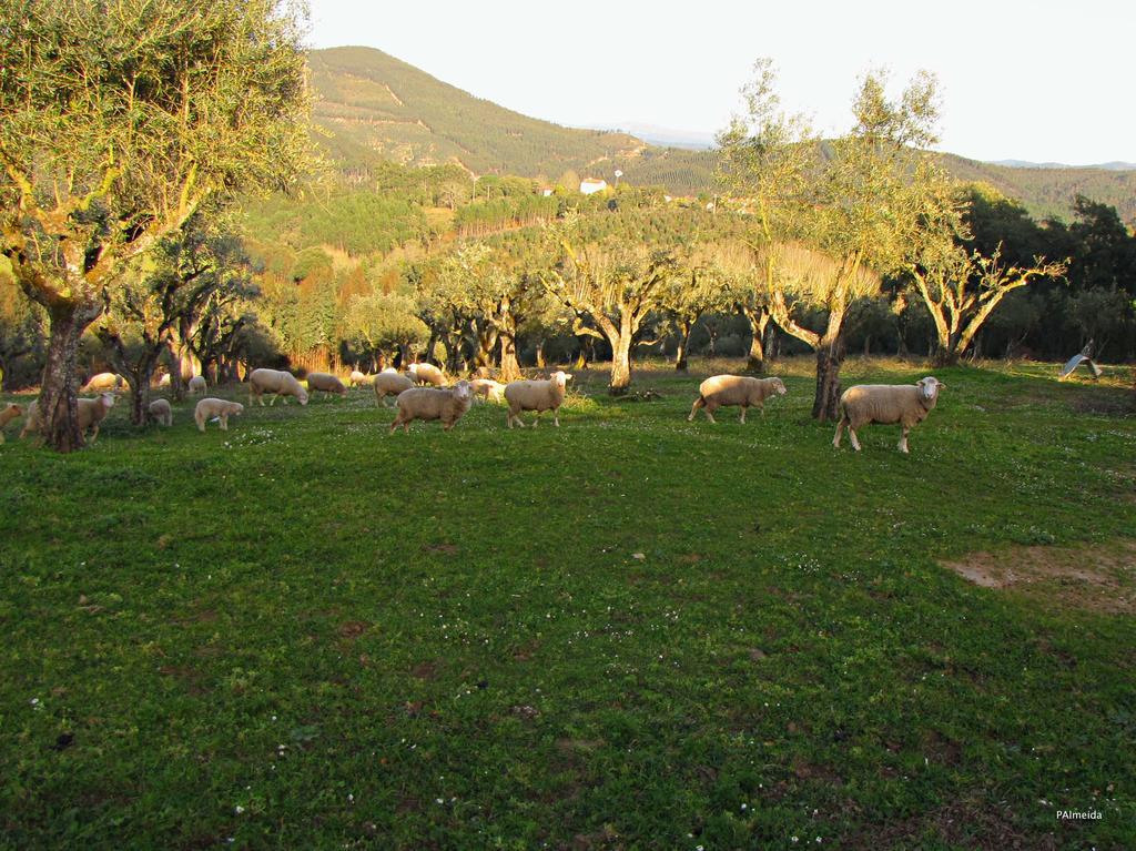 Quinta Do Cerquito Villa Ferreira do Zêzere Eksteriør bilde