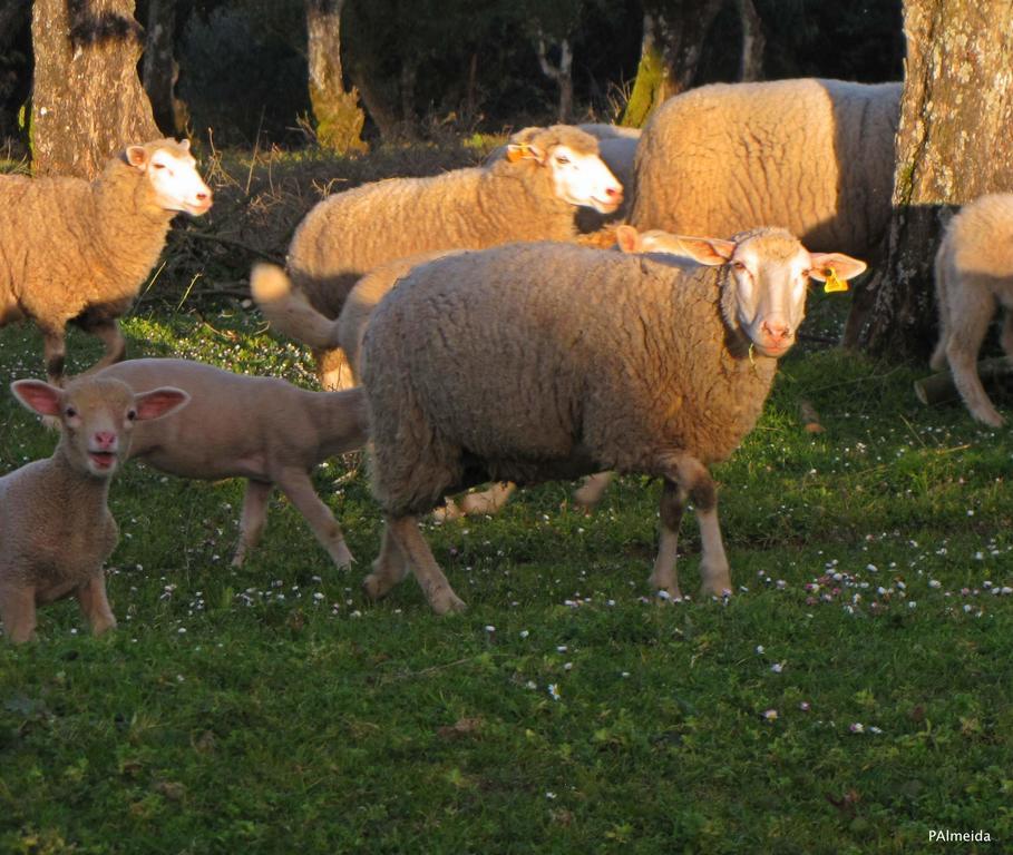Quinta Do Cerquito Villa Ferreira do Zêzere Eksteriør bilde