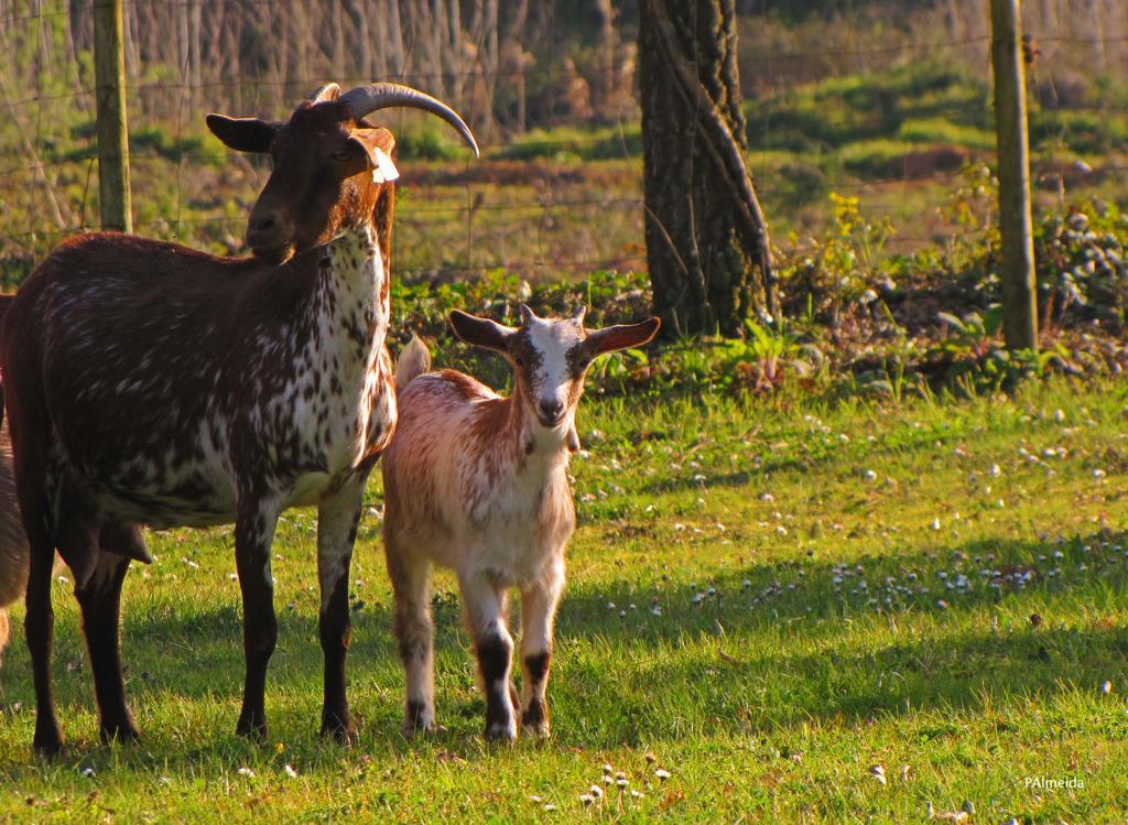 Quinta Do Cerquito Villa Ferreira do Zêzere Eksteriør bilde
