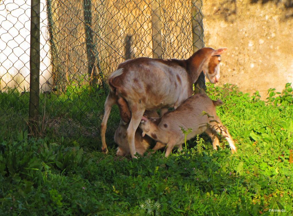 Quinta Do Cerquito Villa Ferreira do Zêzere Eksteriør bilde